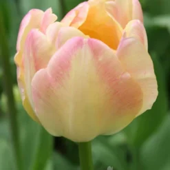 Menu Elegant Double Tulip Collection -US Garden Plants Sales 2024 88147 creme upstar double late tulip