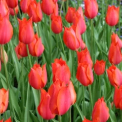 Menu Beginner Tulip Collection -US Garden Plants Sales 2024 88159 temple of beauty single late tulip 2