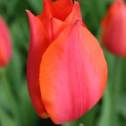 Menu Beginner Tulip Collection -US Garden Plants Sales 2024 88159 temple of beauty single late tulip