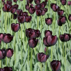 Menu Late Spring Flowers Garden Kit -US Garden Plants Sales 2024 88167 queen of night single late black tulip 2