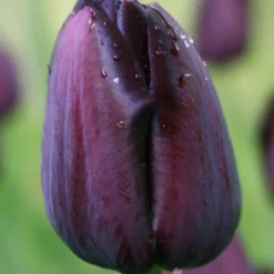 Menu Late Spring Flowers Garden Kit -US Garden Plants Sales 2024 88167 queen of night single late black tulip