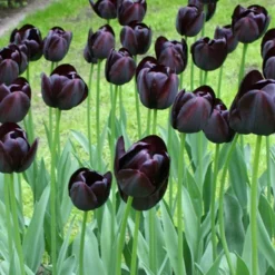 Menu Late Spring Flowers Garden Kit -US Garden Plants Sales 2024 88167 queen of night single late black tulip 3