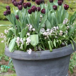 Menu Orange & Purple Tulip Collection -US Garden Plants Sales 2024 88167 queen of night single late black tulip 4 3