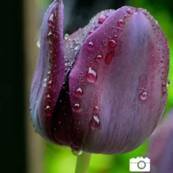 Menu Orange & Purple Tulip Collection -US Garden Plants Sales 2024 88167 queen of night single late black tulip 5 3