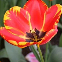 Menu Darwin Hybrid Tulip Collection -US Garden Plants Sales 2024 88176 banja luka darwin hybrid tulip 2