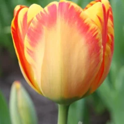 Menu Darwin Hybrid Tulip Collection -US Garden Plants Sales 2024 88176 banja luka darwin hybrid tulip
