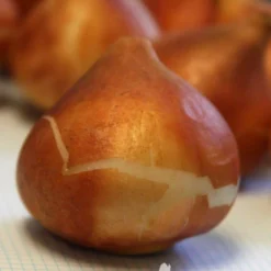 Menu Darwin Hybrid Tulip Collection -US Garden Plants Sales 2024 88176 banja luka darwin hybrid tulip 3