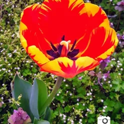 Menu Darwin Hybrid Tulip Collection -US Garden Plants Sales 2024 88176 banja luka tulip