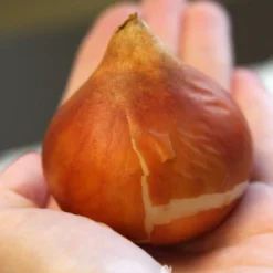 Menu Darwin Hybrid Tulip Collection -US Garden Plants Sales 2024 88178 daydream darwin hybrid tulip 2