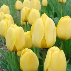Menu Darwin Hybrid Tulip Collection -US Garden Plants Sales 2024 88180 golden apeldoorn darwin hybrid tulip 2