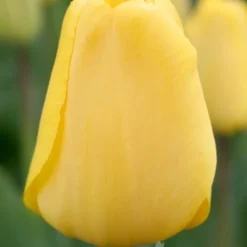 Menu Darwin Hybrid Tulip Collection -US Garden Plants Sales 2024 88180 golden apeldoorn darwin hybrid tulip