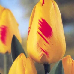 Menu Cotton Candy Tulip Collection 18 Menu Cotton Candy Tulip Collection -US Garden Plants Sales 2024 88183 juliette darwin hybrid tulip