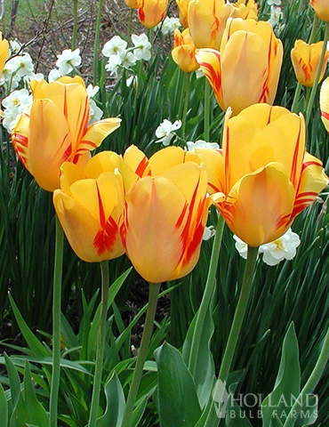 Menu Cotton Candy Tulip Collection 10 Menu Cotton Candy Tulip Collection - Image 8