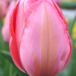 Menu Tickled Pink Collection -US Garden Plants Sales 2024 88185 design impression darwin hybrid tulip