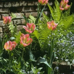 Menu Bloomin Bells Duo Collection 18 Menu Bloomin Bells Duo Collection -US Garden Plants Sales 2024 88189 groenland green tulips 2