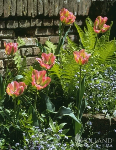 Menu Bloomin Bells Duo Collection 10 Menu Bloomin Bells Duo Collection - Image 8