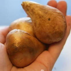 Menu Bloomin Bells Duo Collection 19 Menu Bloomin Bells Duo Collection -US Garden Plants Sales 2024 88189 groenland green tulips 3