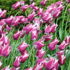 Menu Cheeriest Duo Collection 15 Menu Cheeriest Duo Collection -US Garden Plants Sales 2024 88198 claudia lily flowering tulip 2