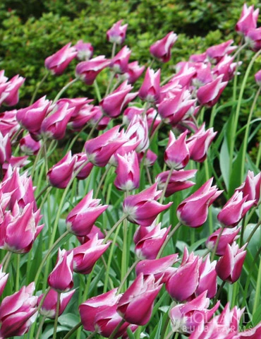 Menu Cheeriest Duo Collection 7 Menu Cheeriest Duo Collection - Image 5