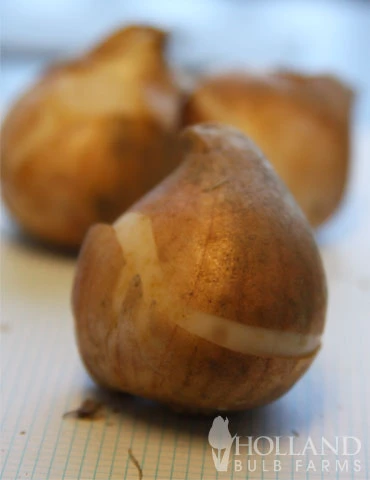 Menu Cheeriest Duo Collection 8 Menu Cheeriest Duo Collection - Image 6