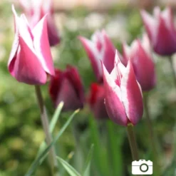 Menu Cheeriest Duo Collection 17 Menu Cheeriest Duo Collection -US Garden Plants Sales 2024 88198 claudia lily flowering tulip 4