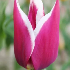 Menu Cheeriest Duo Collection 14 Menu Cheeriest Duo Collection -US Garden Plants Sales 2024 88198 claudia lily flowering tulip 5