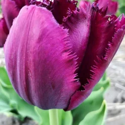 Menu Royalty Duo Collection -US Garden Plants Sales 2024 88200 curly sue 1