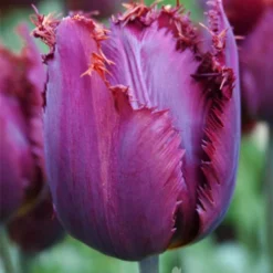 Menu Royalty Duo Collection -US Garden Plants Sales 2024 88200 curly sue fringed tulip 1