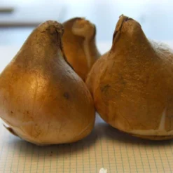 Menu Fringed Tulip Collection 26 Menu Fringed Tulip Collection -US Garden Plants Sales 2024 88200 curly sue fringed tulip 2 2