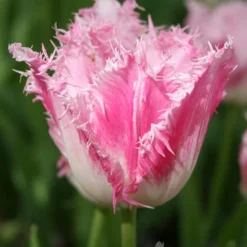 Menu Fringed Tulip Collection 32 Menu Fringed Tulip Collection -US Garden Plants Sales 2024 88203 fancy frills fringed tulip