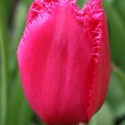 Menu Fringed Tulip Collection 29 Menu Fringed Tulip Collection -US Garden Plants Sales 2024 88206 burgundy lace fringed tulips 1