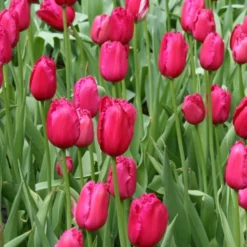 Menu Fringed Tulip Collection 30 Menu Fringed Tulip Collection -US Garden Plants Sales 2024 88206 burgundy lace fringed tulips 2 1