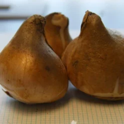 Menu Fringed Tulip Collection 31 Menu Fringed Tulip Collection -US Garden Plants Sales 2024 88206 burgundy lace fringed tulips 3 1