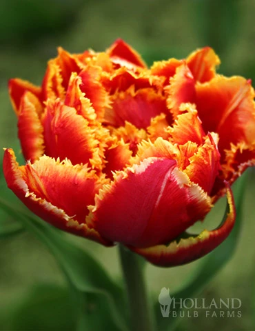 Menu Robust Double Flowering Tulip Collection 8 Menu Robust Double Flowering Tulip Collection - Image 6
