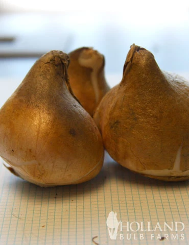 Menu Robust Double Flowering Tulip Collection 9 Menu Robust Double Flowering Tulip Collection - Image 7