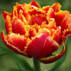 Menu Double Daffodil And Tulip Collection -US Garden Plants Sales 2024 88207 crystal beauty fringed double late tulip
