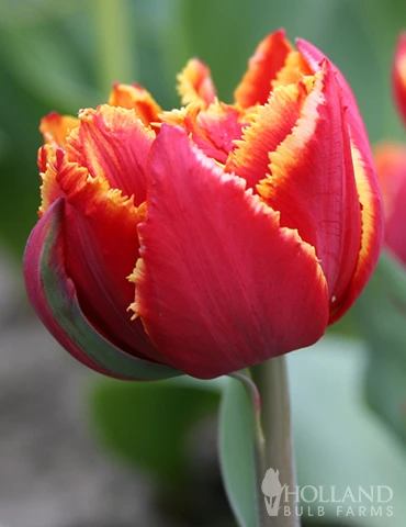 Menu Robust Double Flowering Tulip Collection 10 Menu Robust Double Flowering Tulip Collection - Image 8