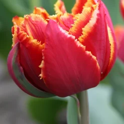 Menu Double Daffodil And Tulip Collection -US Garden Plants Sales 2024 88207 crystal beauty fringed double late tulip 3