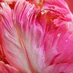 Menu Orange & Purple Tulip Collection -US Garden Plants Sales 2024 88215 apricot parrot tulip 2