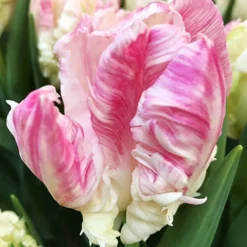 Menu Orange & Purple Tulip Collection -US Garden Plants Sales 2024 88215 apricot parrot tulip