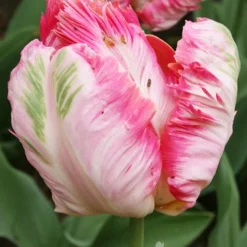 Menu Orange & Purple Tulip Collection -US Garden Plants Sales 2024 88215 apricot parrot tulip 6