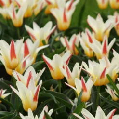 Menu Perennial Species Tulip Collection -US Garden Plants Sales 2024 88232 johann strauss kaufmanniana tulip 2