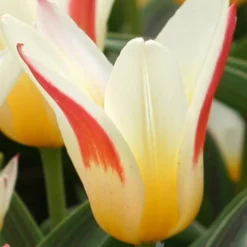 Menu Perennial Species Tulip Collection -US Garden Plants Sales 2024 88232 johann strauss kaufmanniana tulip