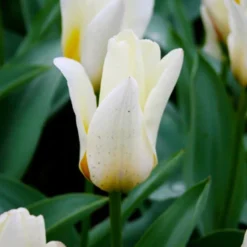 Menu Perennial Species Tulip Collection -US Garden Plants Sales 2024 88235 concerto greigii tulip 2