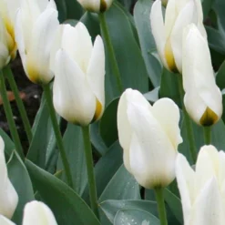 Menu Perennial Species Tulip Collection -US Garden Plants Sales 2024 88235 concerto greigii tulip