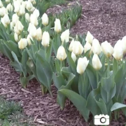 Menu Early Spring Tulip Collection 23 Menu Early Spring Tulip Collection -US Garden Plants Sales 2024 88235 concerto greigii tulip 3 1