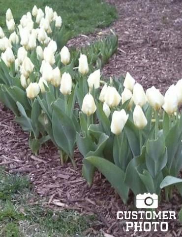 Menu Early Spring Tulip Collection 9 Menu Early Spring Tulip Collection - Image 7