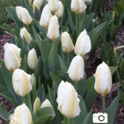 Menu Perennial Species Tulip Collection -US Garden Plants Sales 2024 88235 concerto greigii tulip 4
