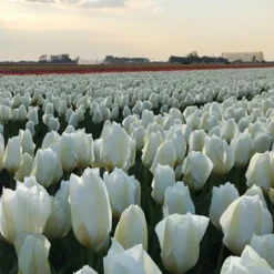 Menu Early Spring Tulip Collection 21 Menu Early Spring Tulip Collection -US Garden Plants Sales 2024 88235 concerto tulip 1