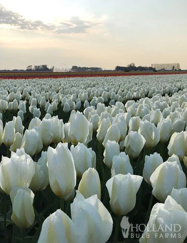 Menu Early Spring Tulip Collection 7 Menu Early Spring Tulip Collection - Image 5